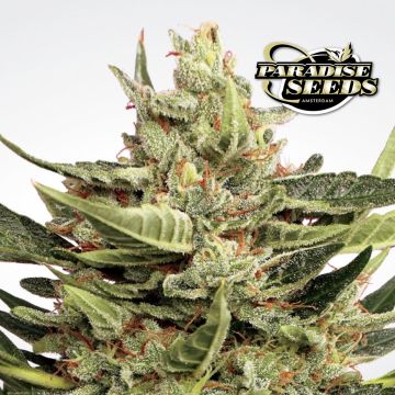 Vertigo Autofloraison (Paradise Seeds) 3 graines