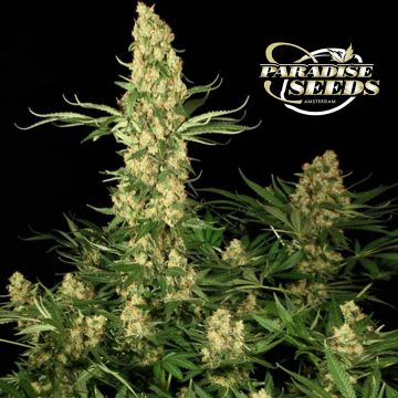 Wappa (Paradise Seeds) 3 graines