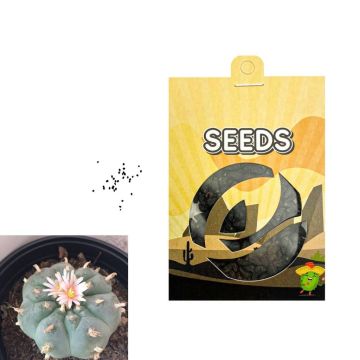Graines de cactus Peyotl [Lophophora Williamsii] 20 Graines