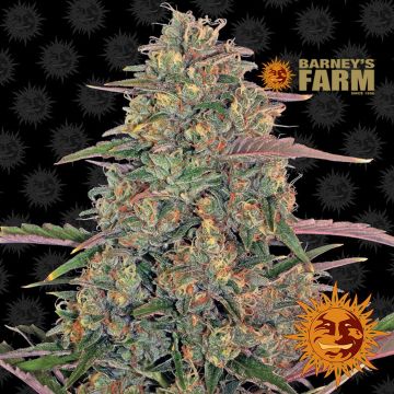 Pineapple Chunk (Barney's Farm) 5 graines