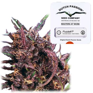 Purple #1 (Dutch Passion) 3 graines