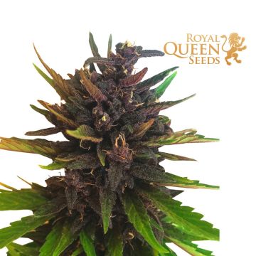 Purplematic CBD Autoflower (Royal Queen Seeds)
