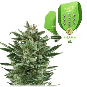 Quick One Autofloraison (Royal Queen Seeds) 5 graines