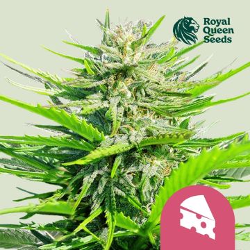 Royal Cheese Fast Flowering (Royal Queen Seeds) 5 graines