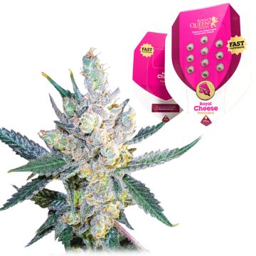 Royal Cheese Fast Flowering (Royal Queen Seeds) 5 graines