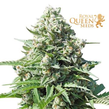 Royal Gorilla Automatic (Royal Queen Seeds) 3 graines