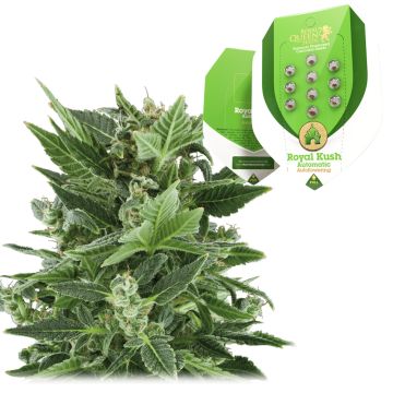 Royal Kush Automatic (Royal Queen Seeds) 5 graines