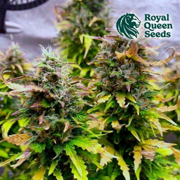 Royal Kush Automatic (Royal Queen Seeds) 5 graines