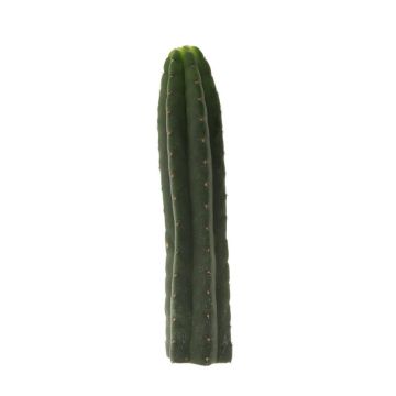Cactus Mescaline San Pedro [Echinopsis pachanoi]