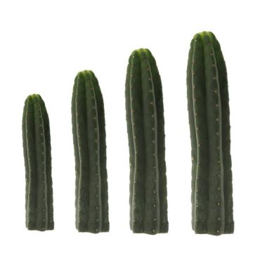 Cactus Mescaline San Pedro [Echinopsis pachanoi]