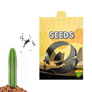 Cactus Mescaline San Pedro [Echinopsis Pachanoi] 20 graines