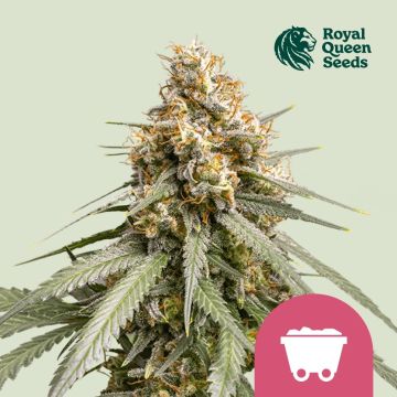 Shining Silver Haze (Royal Queen Seeds) 5 graines