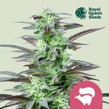 Skunk XL (Royal Queen Seeds) 5 graines