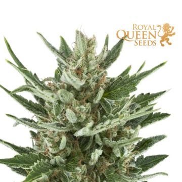 Speedy Chile Fast Flowering (Royal Queen Seeds) 3 graines