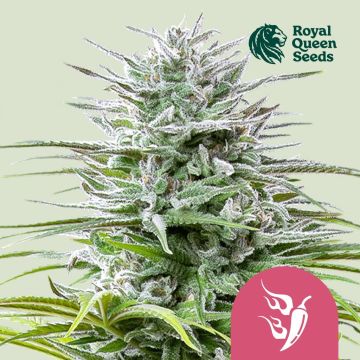 Speedy Chile Fast Flowering (Royal Queen Seeds) 3 graines