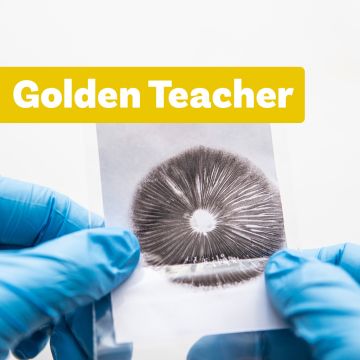 Impression de Spores Champignons Magiques | Golden Teacher