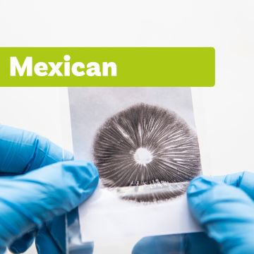 Impression de Spores Champignons Magiques | Mexican