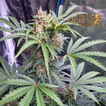 Stress Killer Automatic CBD (Royal Queen Seeds) 5 graines