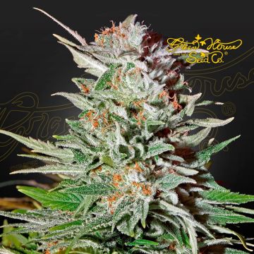 Super Lemon Haze Auto CBD (Greenhouse Seeds) 5 graines