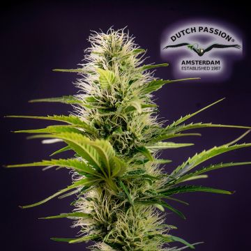 THC-Victory THCV (Dutch Passion) 3 graines