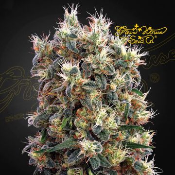 The Church (Greenhouse Seeds) 5 graines