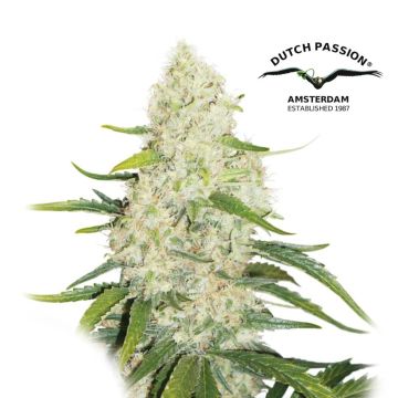 Think Big Autofloraison (Dutch Passion) 3 graines