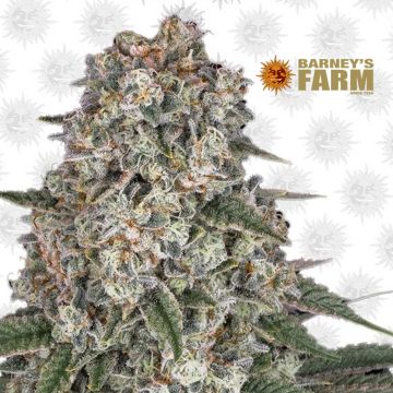 Tropicanna Banana (Barney's Farm)