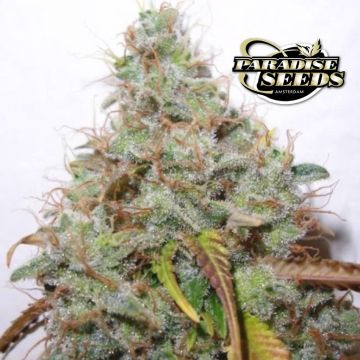 White Berry (Paradise Seeds)