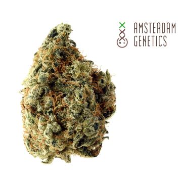 White Choco (Amsterdam Genetics) 3 graines