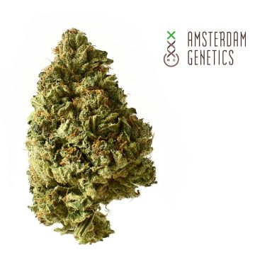 White Choco Autofloraison (Amsterdam Genetics) 3 graines