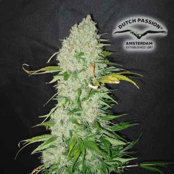 White Widow (Dutch Passion) 3 graines