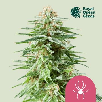 White Widow (Royal Queen Seeds) 5 graines