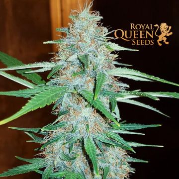 White Widow (Royal Queen Seeds) 5 graines