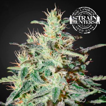 White Lemon (Strain Hunters) 5 graines