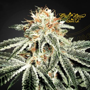 White Widow (Greenhouse Seeds) 5 graines