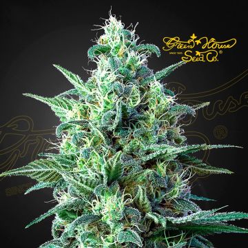 White Widow Auto CBD (Greenhouse Seeds) 5 graines