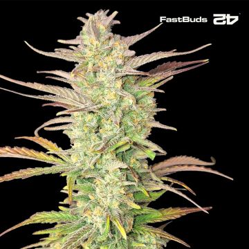 Z-Up Auto (Fast Buds)