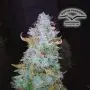 Auto Night Queen (Dutch Passion) 3 graines