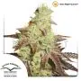 Auto Night Queen (Dutch Passion) 3 graines