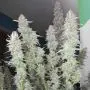 Auto Night Queen (Dutch Passion) 3 graines