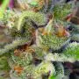 Gorilla Girl (Sweet Seeds)