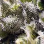 Cream Caramel Auto (Sweet Seeds)