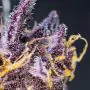 Diablo Rojo XL Auto (Sweet Seeds)