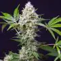 Sweet Amnesia Haze XL Auto (Sweet Seeds)