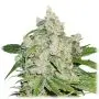Auto Brooklyn Sunrise (Dutch Passion) 3 graines