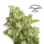 Auto Xtreme (Dutch Passion) 3 graines