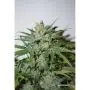 Auto Xtreme (Dutch Passion) 3 graines