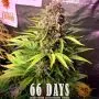 Dos Si Dos Auto (Barney's Farm)