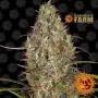 Glue Gelato Auto (Barney’s Farm) 5 Graines
