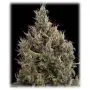 Big Bang Autofloraison (Greenhouse Seeds)